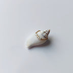 Bague faite en acier inoxydable doré et petites perles d'eau douce blanches posée sur un coquillage